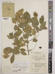 Image result for Pterocarpus lucens