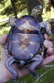 Eastern Box Turtle