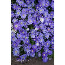 Horticultural zone hardiness anemone blanda are good for horticultural zones anemone blanda bulbs look different from other types of flower bulbs like tulips or narcissi. Anemone Blanda Blue Shades Bulbs Terra Ceia Farms