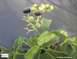 Image result for Cayratia gracilis