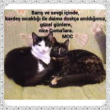 mehmet ozan cin adli kullanicinin cuma kandil bayram ozel gun mesajlari panosundaki pin mesajlar