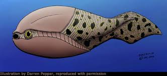 Image result for Osyridicarpos