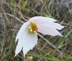 Image result for Dalechampia capensis