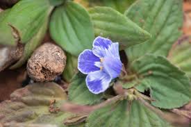 Image result for Craterostigma hirsutum