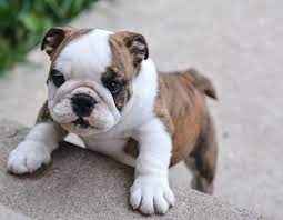 Es suchen noch ein rüde und drei weibchen ein liebevolles Englische Bulldogge Charakter Eigenschaften Wesen