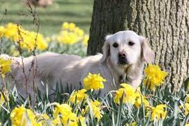 Golden Retriever Ingrid Standing In Amongst Yellow Daffodils Cute Dogs And Puppies Daffodil Day Daffodils