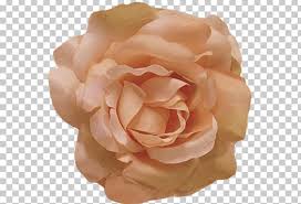 Compared to other rose hues, the peach one does not carry a specific romantic note. Flower Rose Petal Color Peach Png Clipart Centifolia Roses Color Coral Cut Flowers Dress Free Png