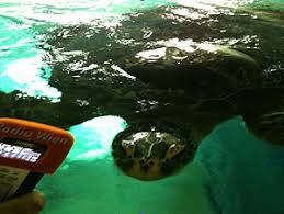 Heimat wilder schildkröten ist beispielsweise die wiener lobau. Bewusstsein Schaffen Am Welt Schildkroten Tag Oesterreich Orf At