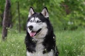 How Much Do Siberian Huskies Cost The Ultimate Buyer S Guide Perfect Dog Breeds