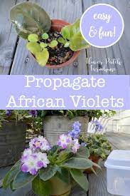 Easy Propagate African Violets African Violets Plants African Violets Plants