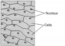 Young cells contain a larger number of smaller vacuoles but, taken as a whole, occupy only a minor part of the cell volume. The Fundamental Unit Of Life Class 9 Extra Questions And Answers Science Chapter 5 Tet Success Key
