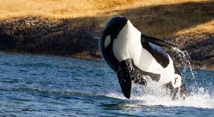 Save more and get more from your trip. Visit The Usa Where To Go Whale Watching In 5 Western U S States