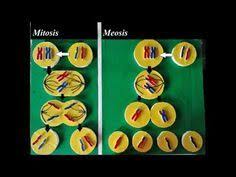 Simple And Easy Cell Division Model Mitosis And Meiosis Moedel Tutorial Youtube Mitosis Science Models Meiosis