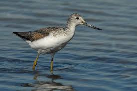 Image result for Trachypogon chevalieri