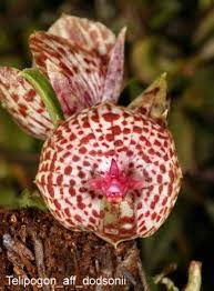 pin on orchid flowers 1