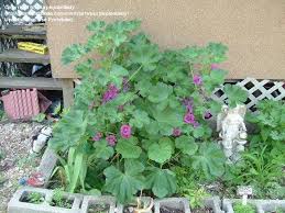 How to grow malva zebrina. Plantfiles Pictures Malva Mallow French Hollyhock Zebrina Malva Sylvestris By Purpleplantlady