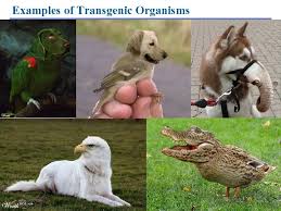 The alteration is due to the insertion of a foreign dna sequence or a gene from a different organism. Who Is Oj Simpson O