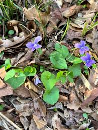 Image result for Viola abyssinica