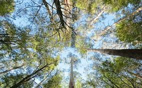 Plant Respiration: Its Importance and Applications - CID Bio-Science