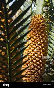 Image result for Cycadaceae