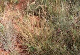 Image result for Heteropogon contortus