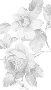 Pale Grey White Floral Roses Botanical Iphone Wallpaper Phone Background Lockscreen Grey Wallpaper Rose Wallpaper Cool Wallpapers For Phones