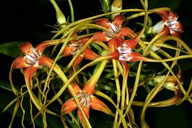 Image result for Strophanthus speciosus
