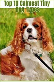 Top 10 Calmest Tiny Dog Types In 2020 Tiny Dogs Best Dogs For Kids Dogs