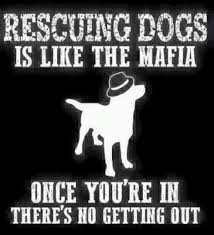  97 Quotes About Rescue Dogs Ideas Rescue Dogs Dogs Dog Quotes