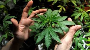 With this method, plants can be placed on patios, decks, rooftops, and several other locations. Growing Pot Here Are Some Common Mistakes To Avoid Cbc News