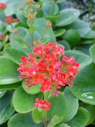 Image result for Kalanchoe crenata