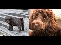 Enter your email address to receive alerts when we have new listings available for f1 labradoodle puppies for sale. Labradoodle Puppy From 10wks Old To 1 Year Old Youtube