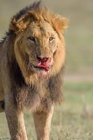 Lion licks a blood filled ice block at blair drummond safari park near stirling after staff put it in the enclosure as the hot weather continues. Lion Is Left With A Bloody Nose After Ferocious Fight With Mating Rival Daily Mail Online