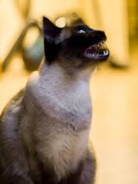 Cats may grind their teeth due to tooth or gum problems or due to stress. Siamese Cat Teeth Grinding Causes Reason Tips To Prevent