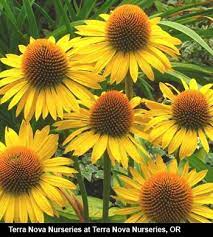 Echinacea Maui Sunshine Pp 22808 Echinacea Flowers Perennials Plant Sale