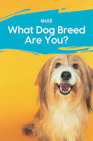 What Dog Breed Are You Quiz What Dogs Dogs Dog Breeds