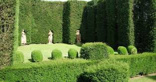Most popular shrubs & hedges. The Best Evergreen Hedge Shrubs For Privacy Progardentips