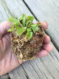 Discover where venus flytraps grow in the wild using the interactive map. Venus Fly Trap Care How To Water Feed Tend This Carnivorous Plant