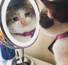 Gallery foto kucing kumpulan foto kucing lucu kumpulan foto kucing viral kumpulan meme kucing tagar gallerysioyen part of atkoleksioyen. Sad Cat