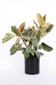 Unfortunately, the history of rubber has a dark side as well. A Complete Guide To Caring For Rubber Plants And Answers To Why Yours Might Be Dying Vintage Revivals