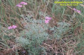 Image result for Verbena aristigera