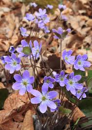 Things to do in boston, maine vacations, things to do in new hampshire, things to do in rhode island and more. John Burk Photography Wildflowers Of New England The Early Season