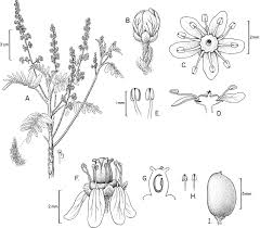 Image result for Lannea asymmetrica