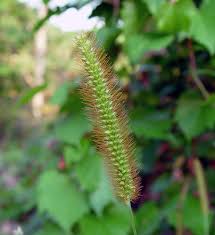 Image result for Setaria pumila