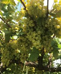 Check spelling or type a new query. Research Update On Pierce S Disease Resistant Predominantly European Grapes In Alabama Alabama Cooperative Extension System
