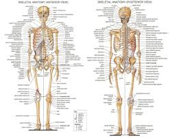 Human body, the physical substance of the human organism. Guide To All The Bones In Your Body Human Bones Anatomy Body Bones Anatomy Bones