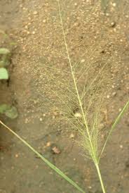 Image result for Eragrostis aspera
