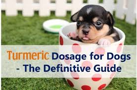 Turmeric Dosage For Dogs The Definitive Guide Dogs Dog Arthritis Dog Care