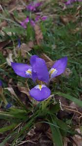 It S Purple Flower Lily Algerian Iris Mor Cicek Zambak Mavi Iris Wallpaper Iris Purple Lily