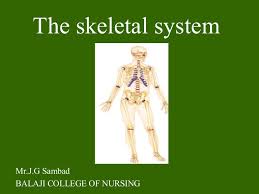 This anatomical structure is called an organ. Skeletal System Bone Tissue Powerpoint